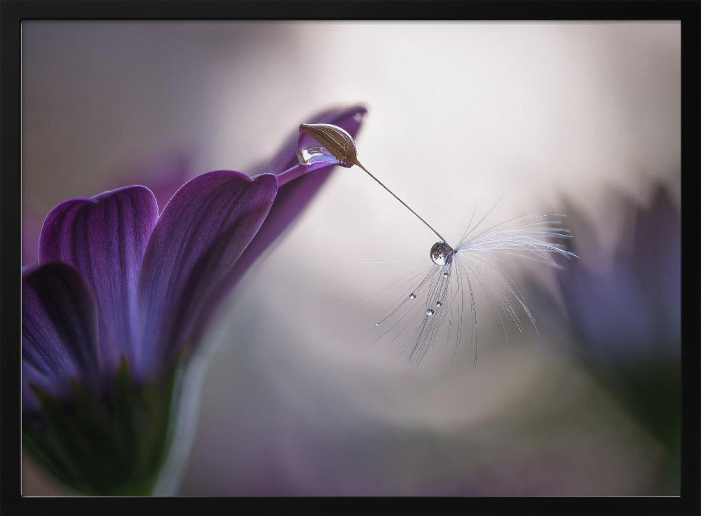 Purple rain | Poster