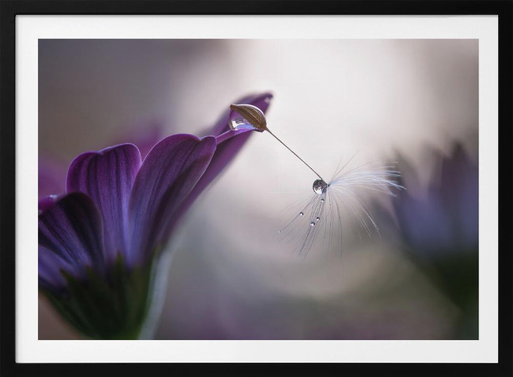 Purple rain | Poster