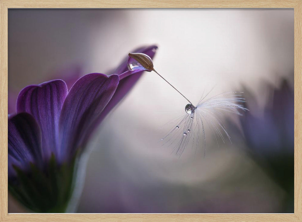 Purple rain | Poster