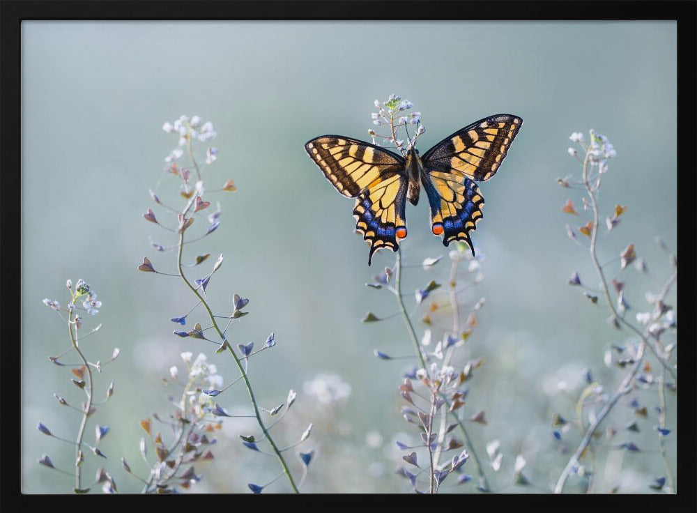 Swallowtail beauty | Poster