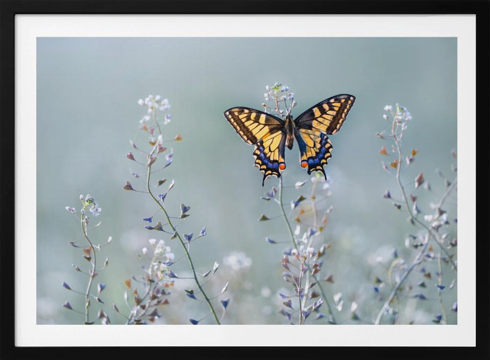 Swallowtail beauty | Poster