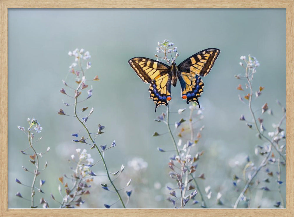 Swallowtail beauty | Poster