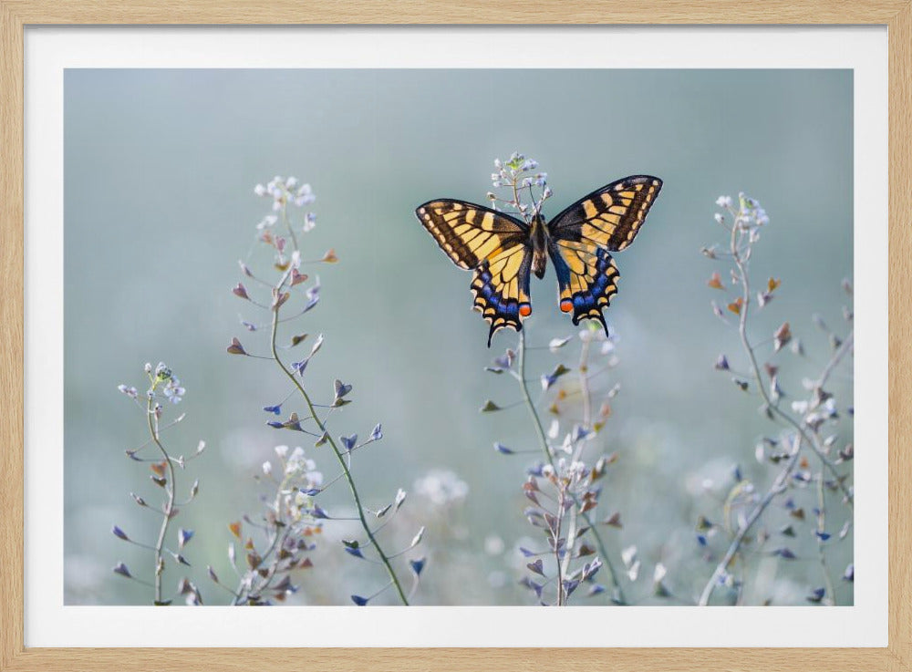 Swallowtail beauty | Poster