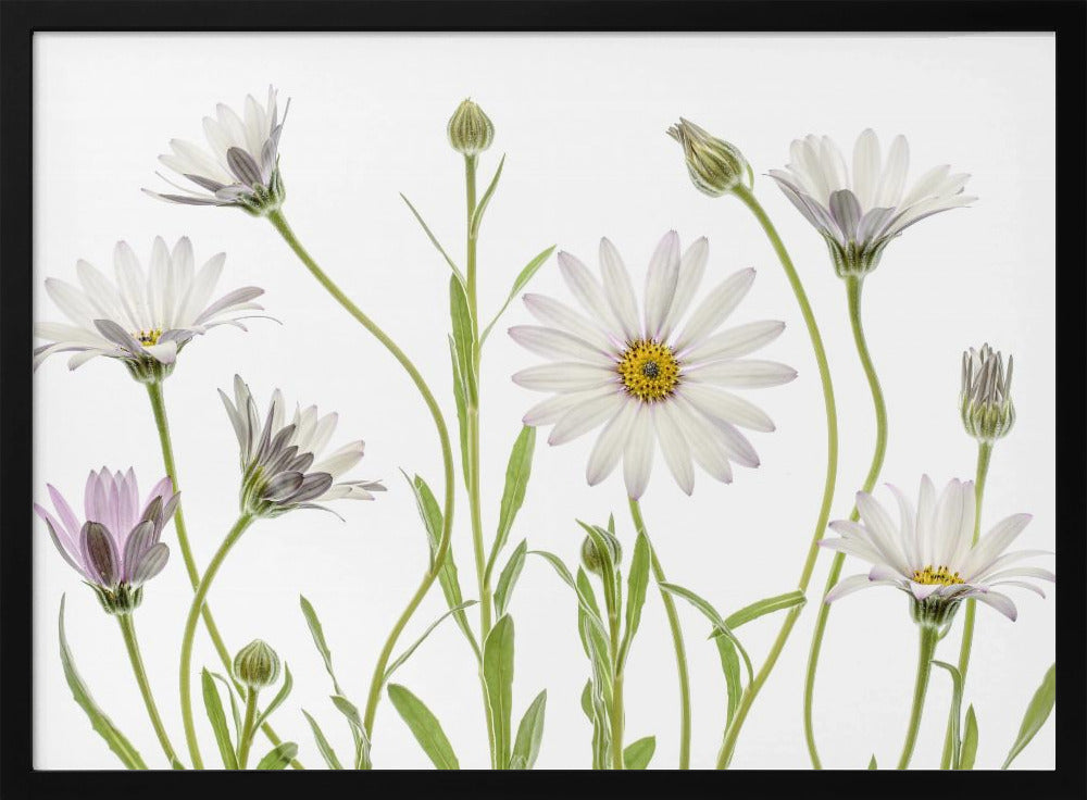 Cape Daisies | Poster
