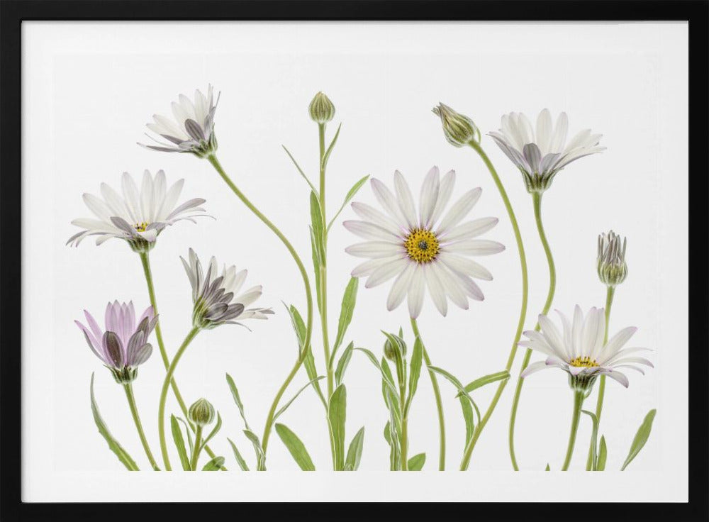 Cape Daisies | Poster