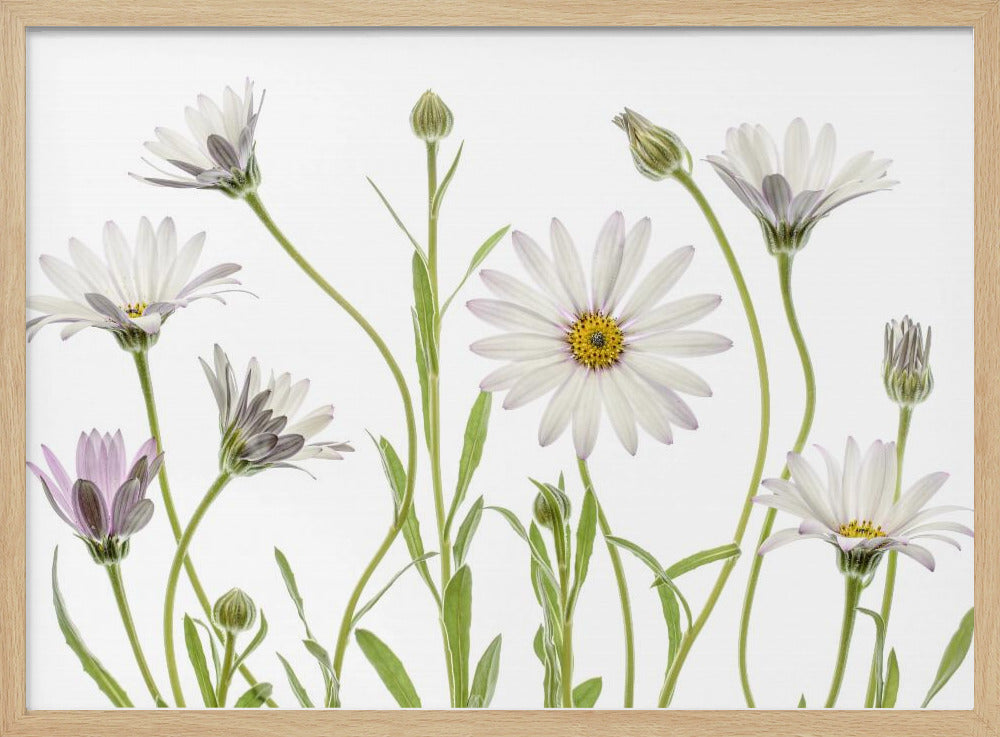 Cape Daisies | Poster