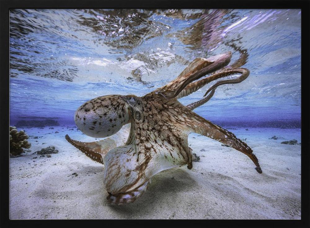 Dancing Octopus | Poster