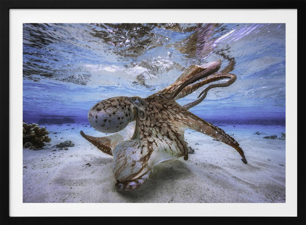 Dancing Octopus | Poster