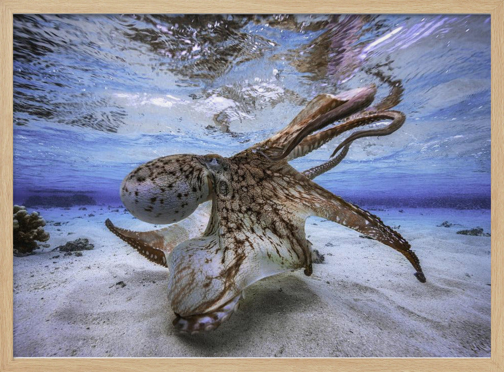 Dancing Octopus | Poster