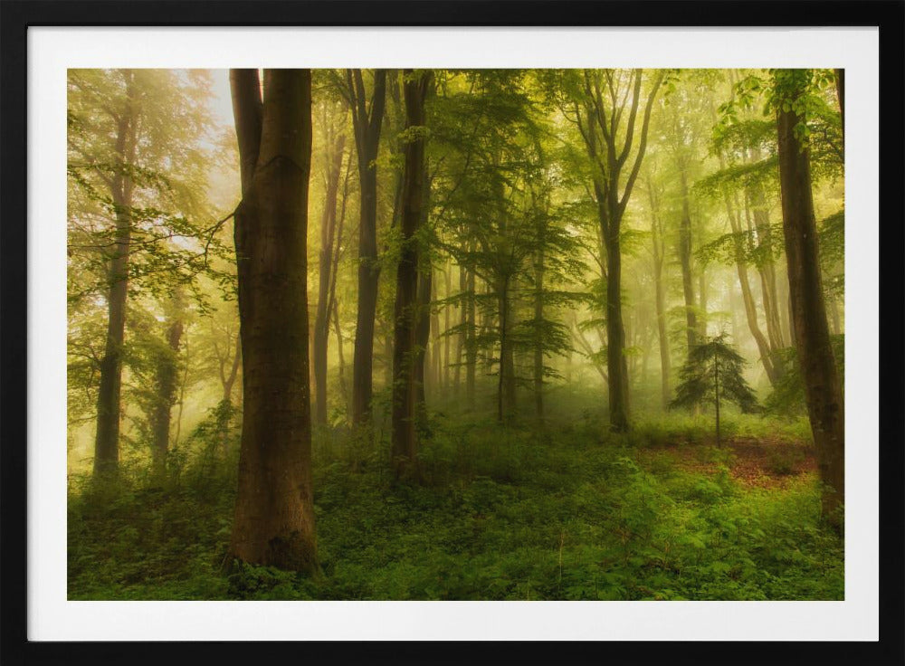 The little tree | Poster