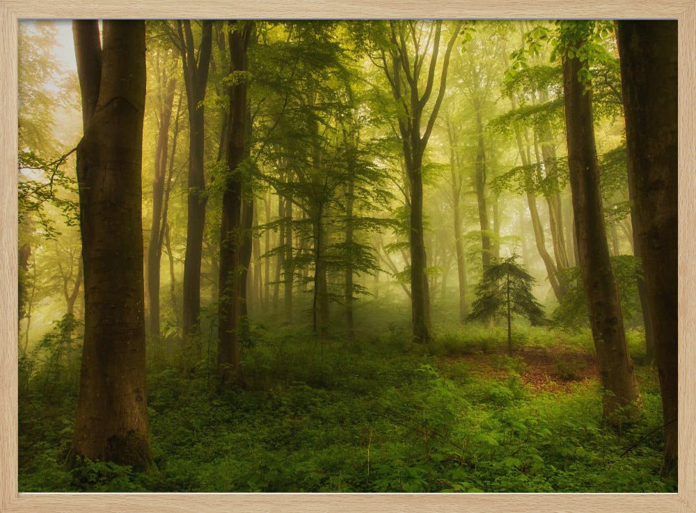 The little tree | Poster