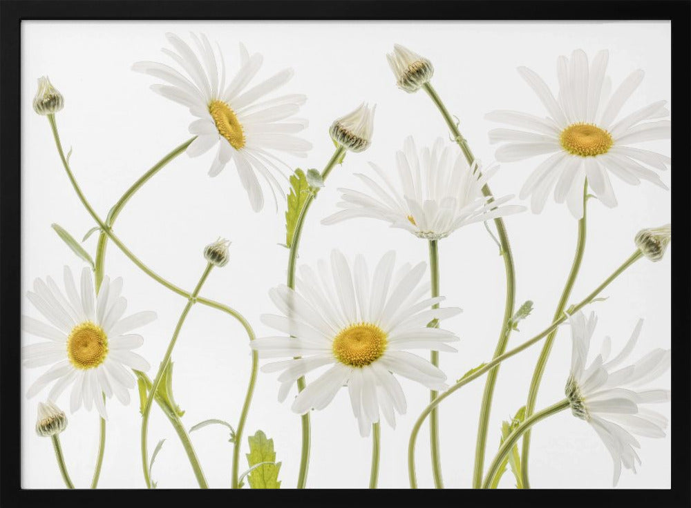 Ox eye Daisies | Poster