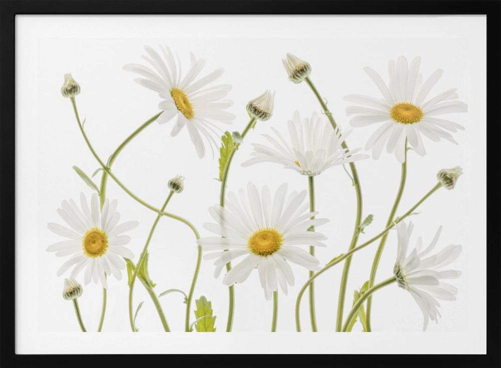 Ox eye Daisies | Poster