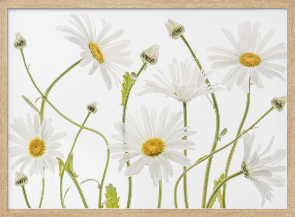 Ox eye Daisies | Poster