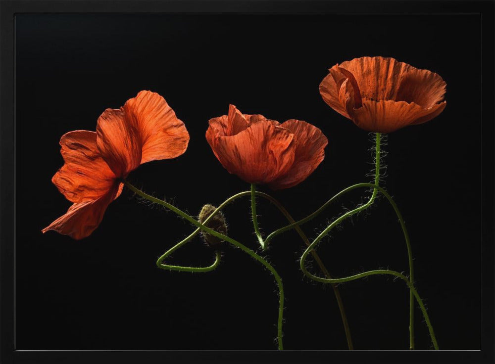 Around Midnight #2 | Poster