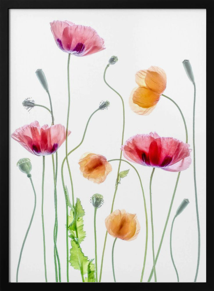Poppies | Poster