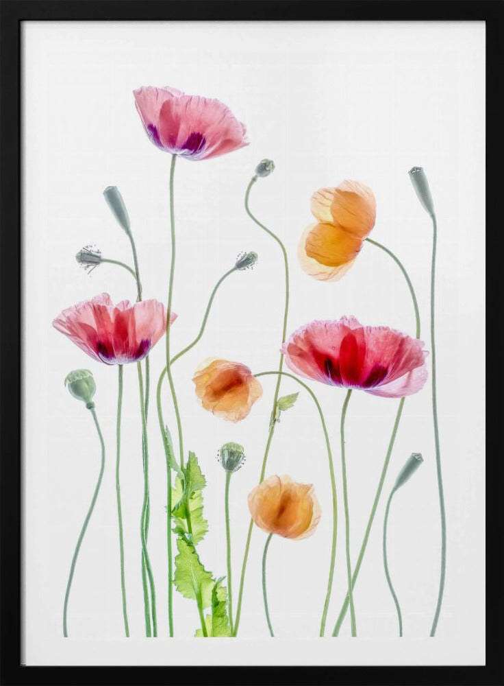 Poppies | Poster