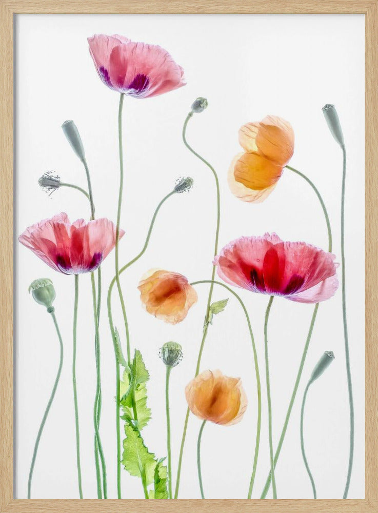 Poppies | Poster