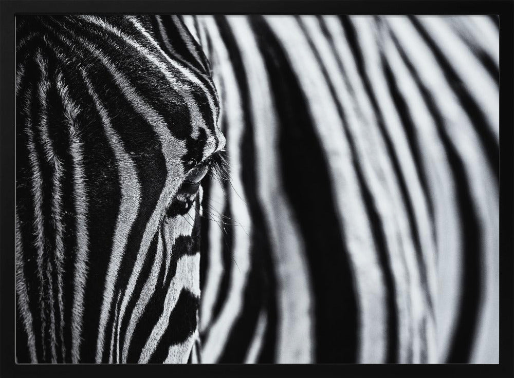 The look of nature | Poster