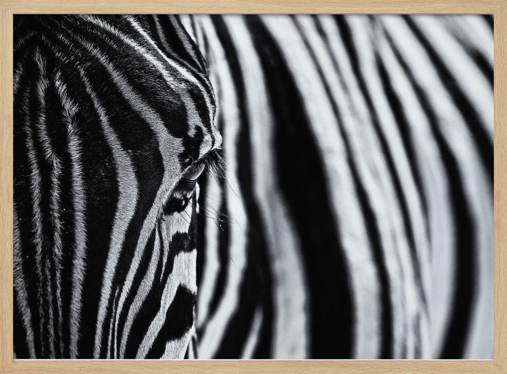 The look of nature | Poster