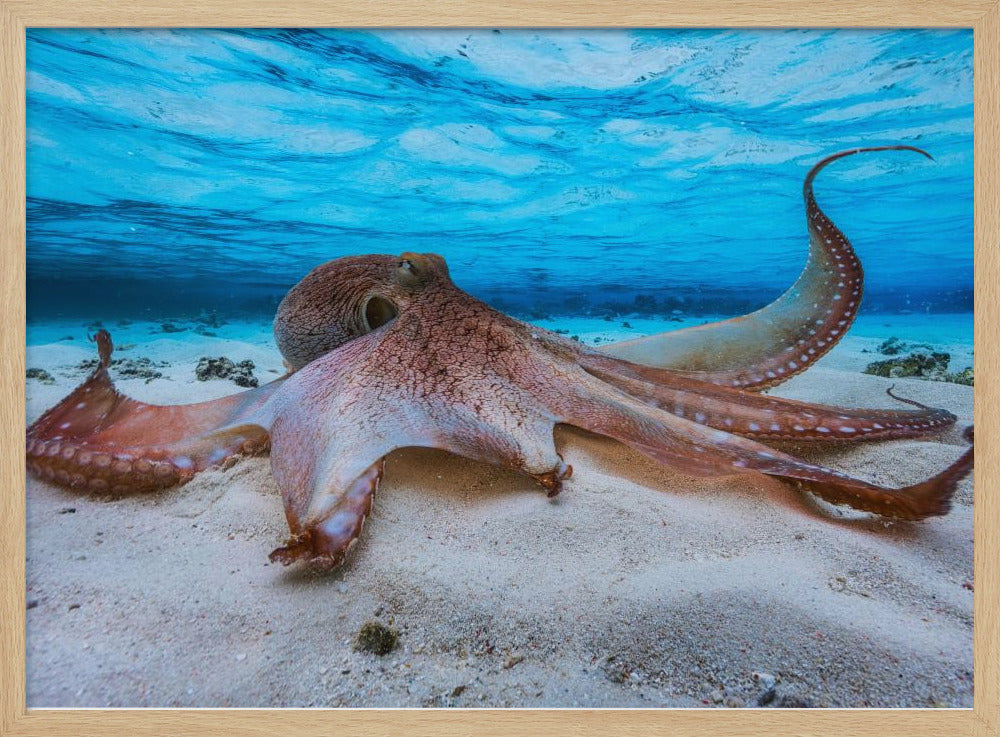 Octopus | Poster