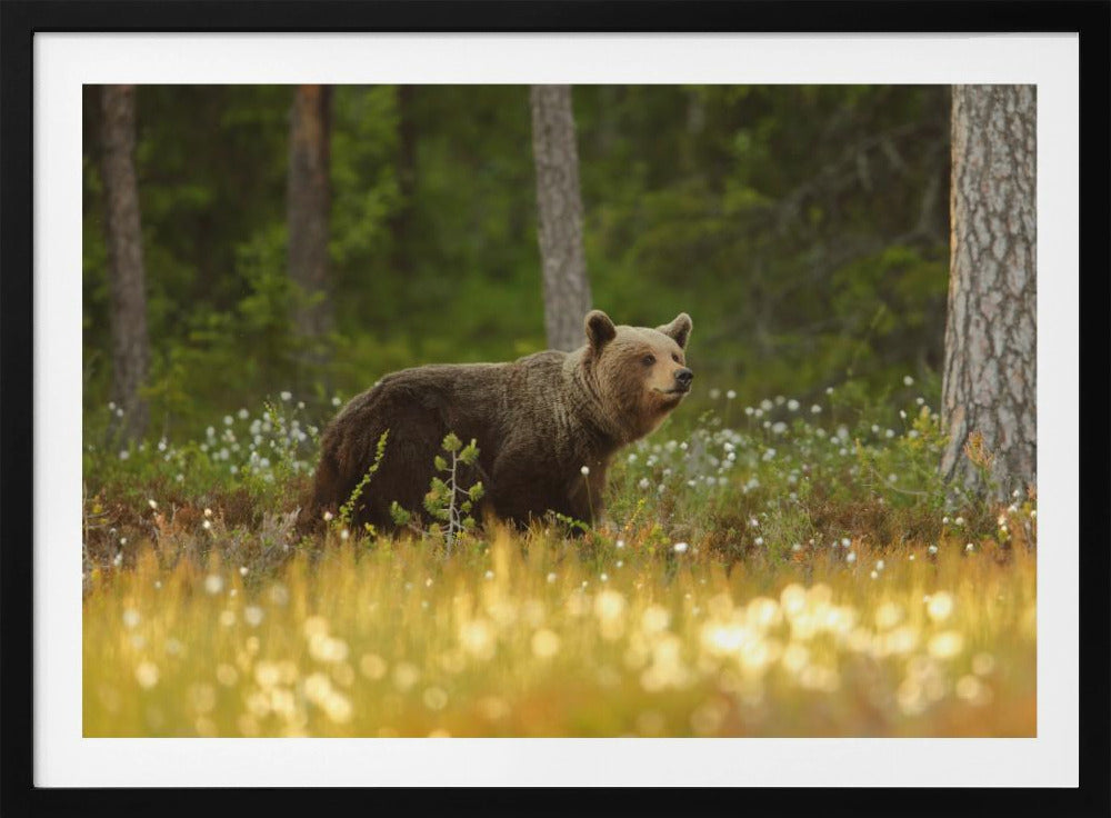 Brown Bear | Poster