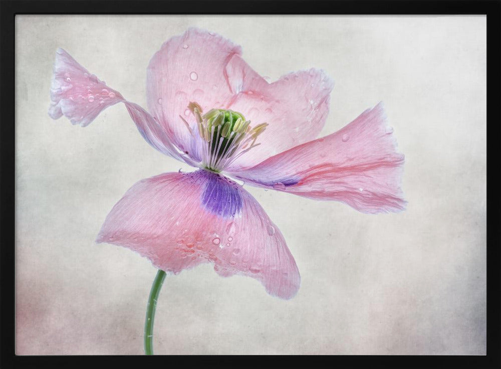 Pastel poppy | Poster