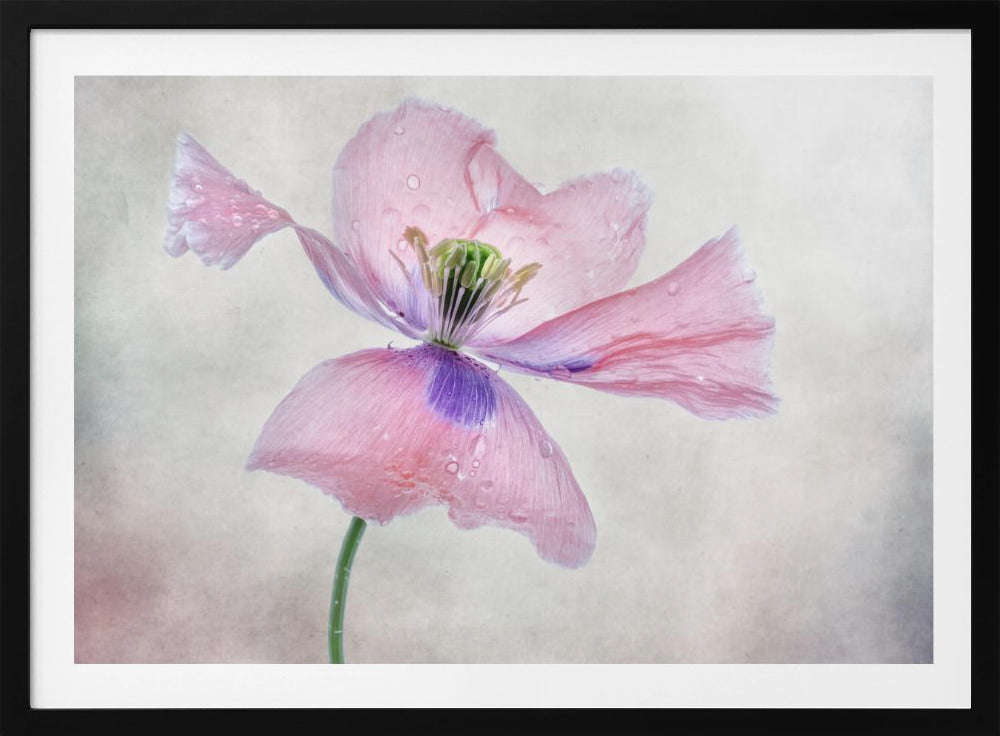 Pastel poppy | Poster