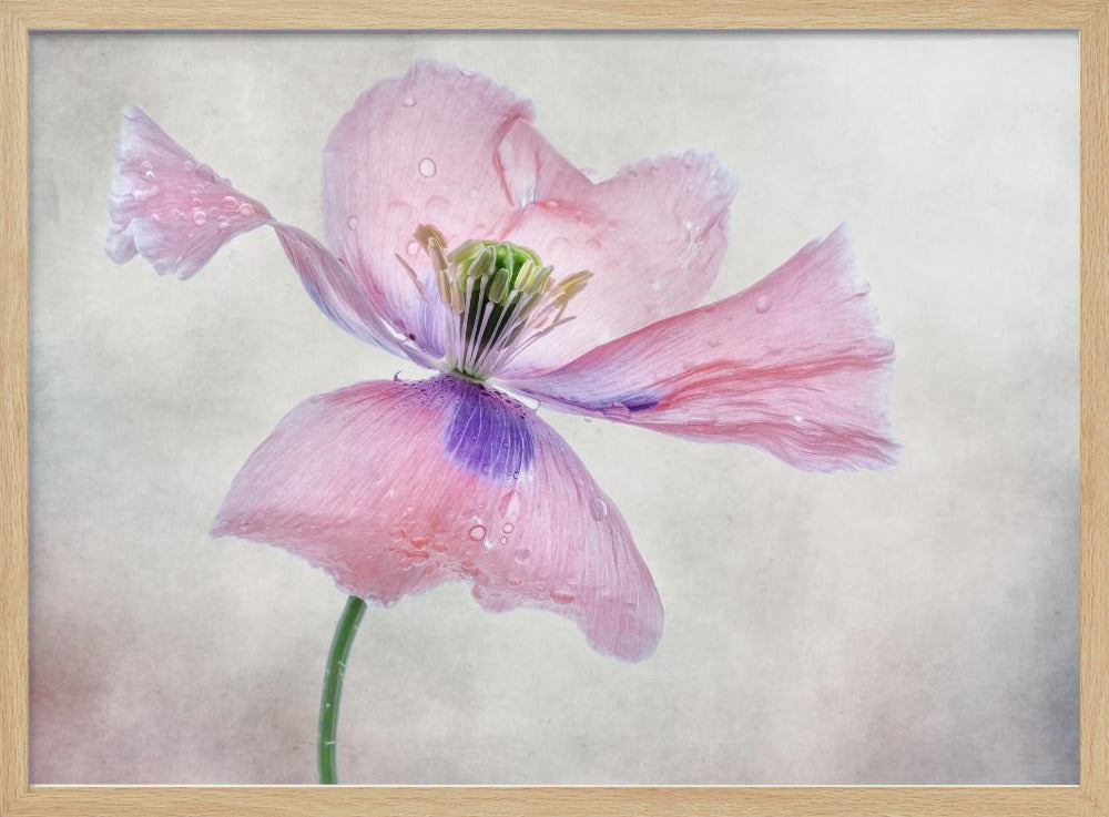 Pastel poppy | Poster