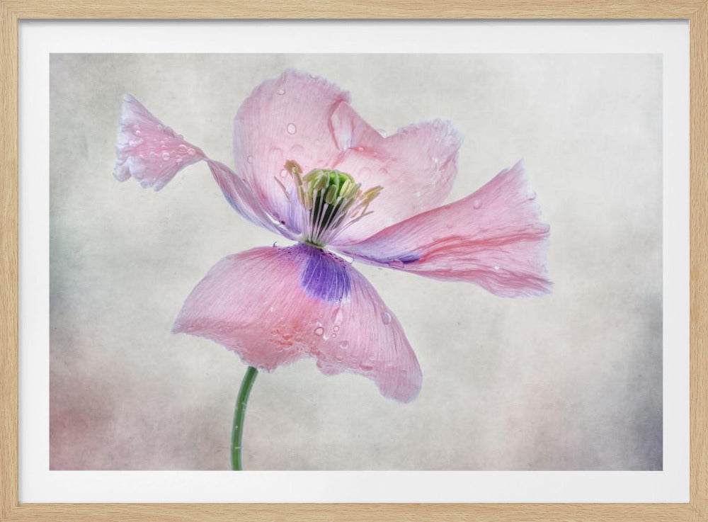 Pastel poppy | Poster