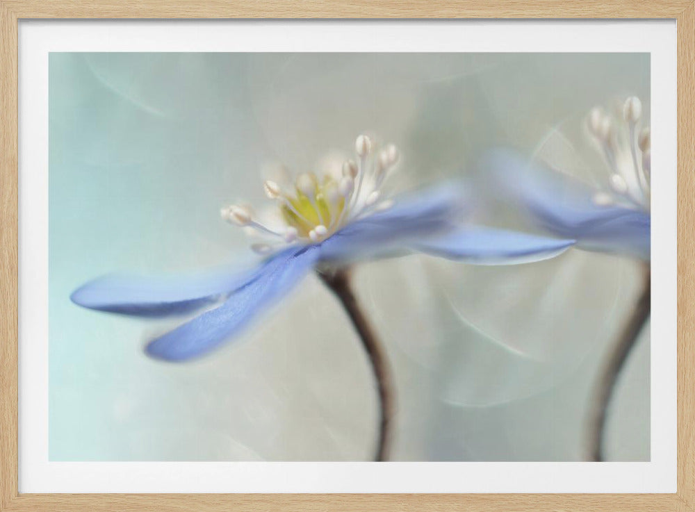 Dancing anemones | Poster