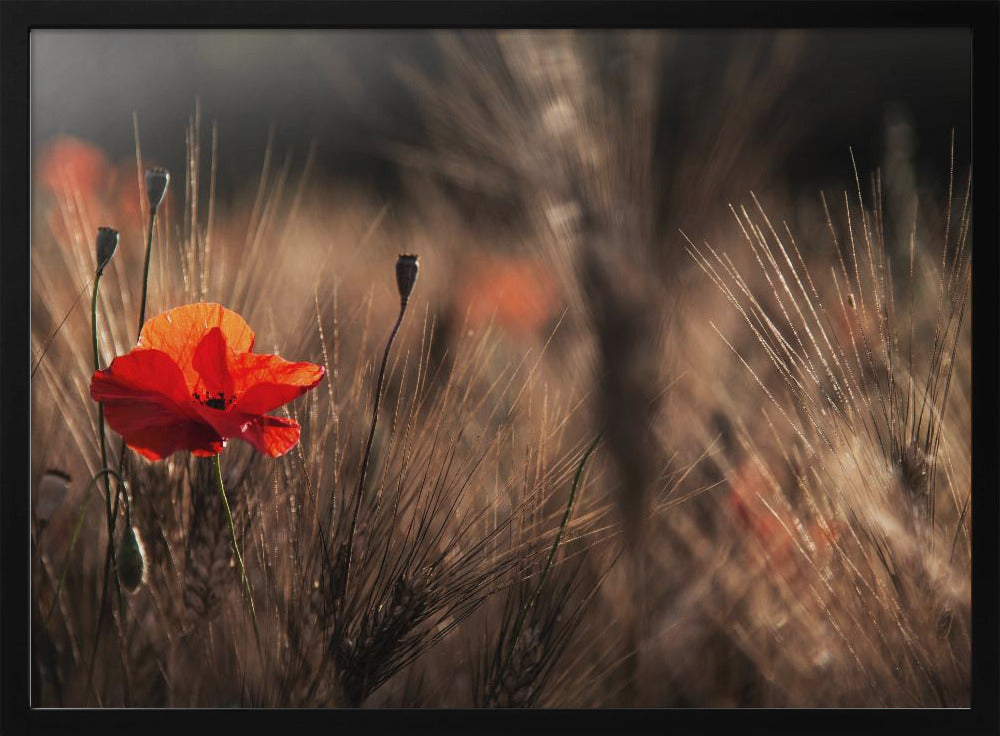 Poppy with corn | Poster