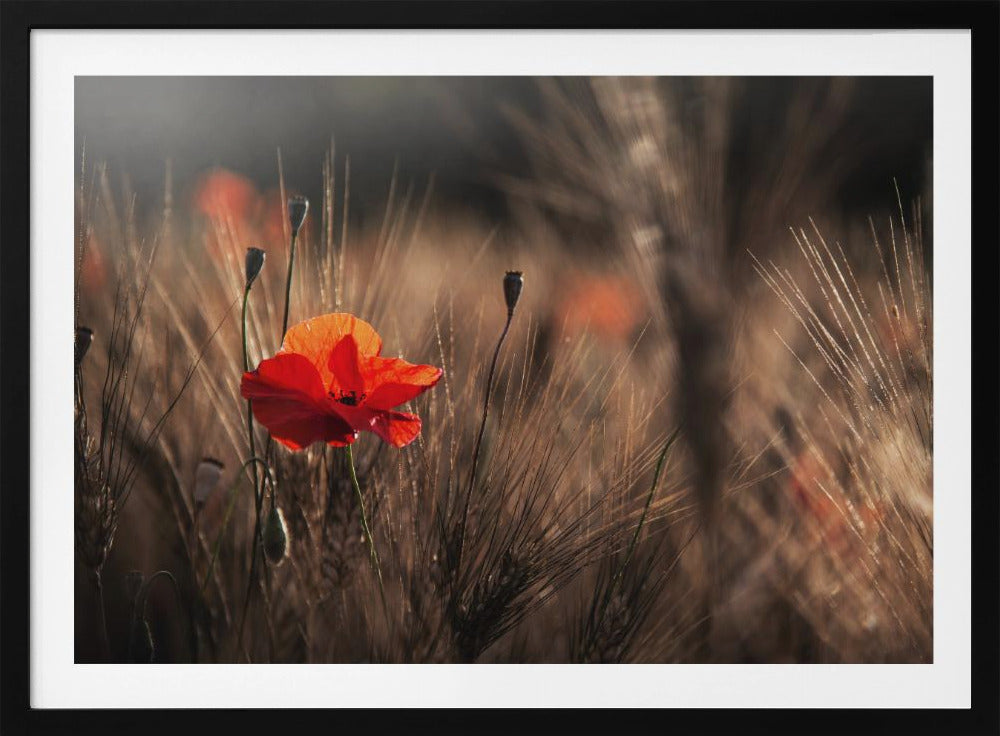 Poppy with corn | Poster