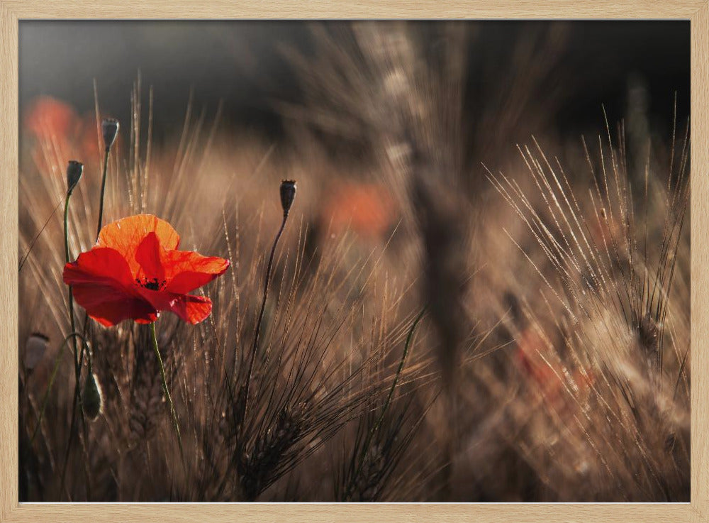 Poppy with corn | Poster