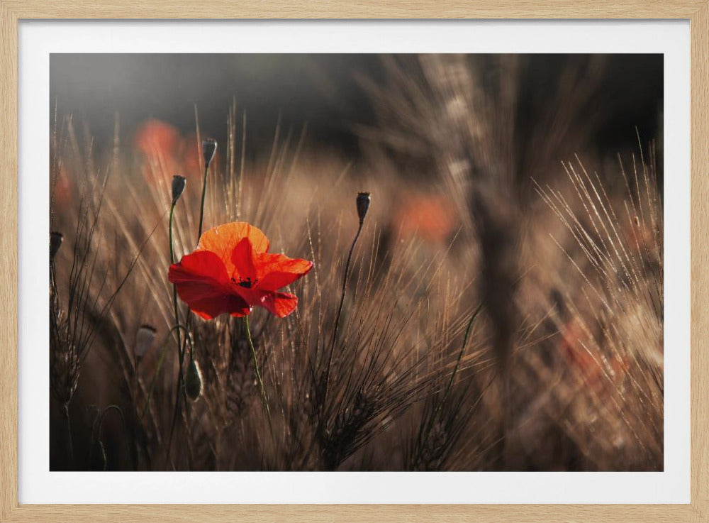 Poppy with corn | Poster