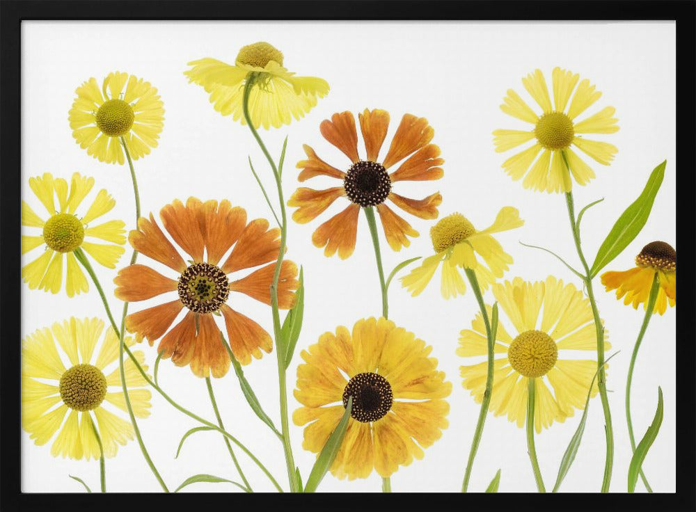 Helenium | Poster