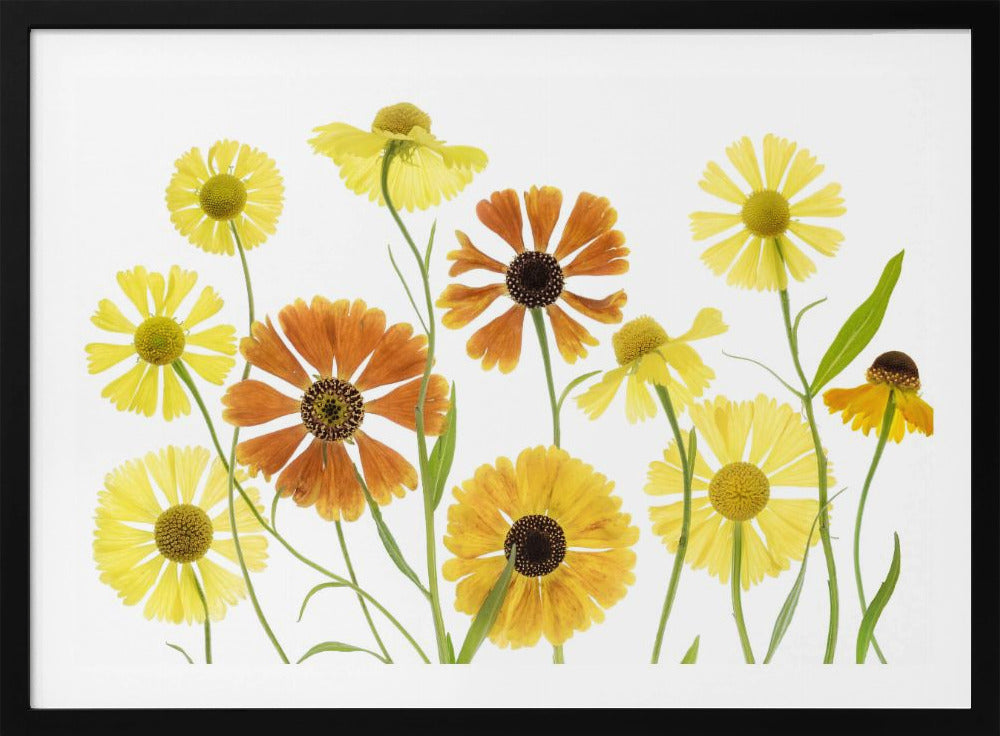 Helenium | Poster