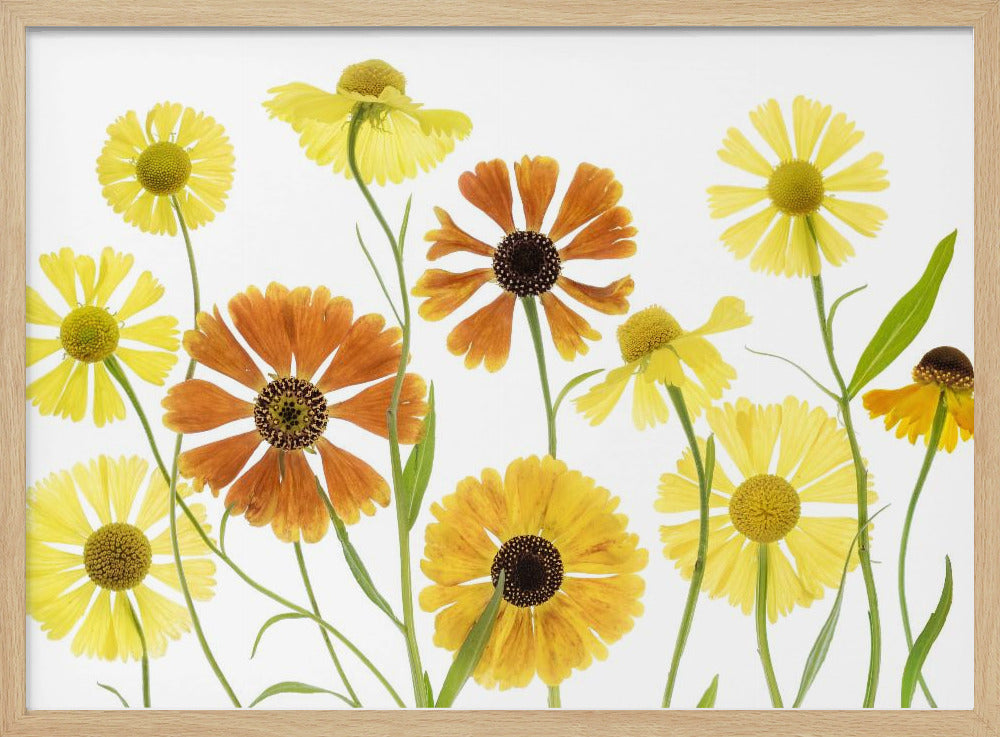 Helenium | Poster