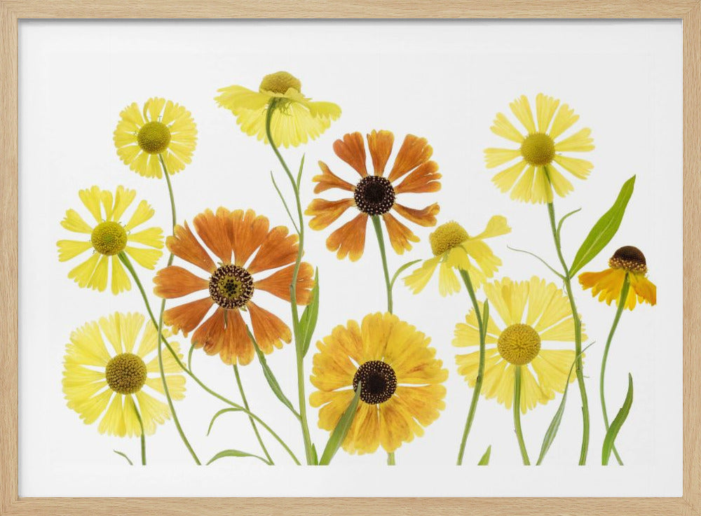 Helenium | Poster