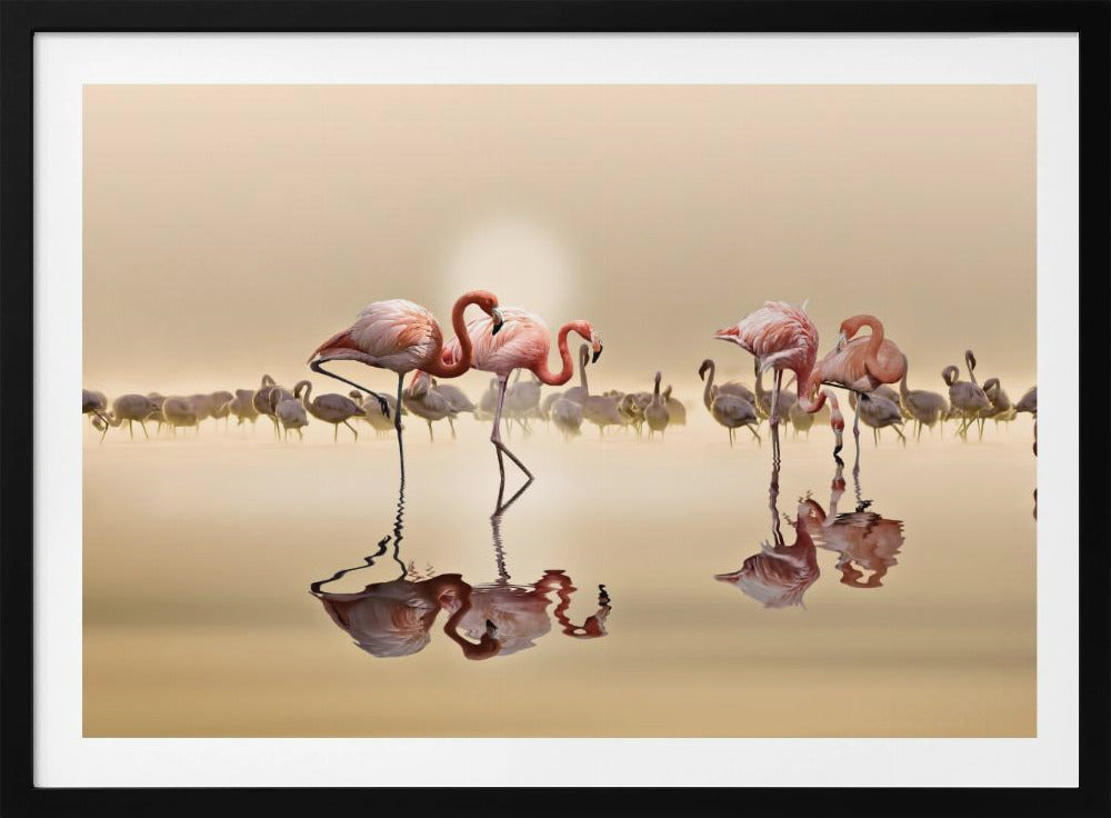 FLAMINGOS | Poster