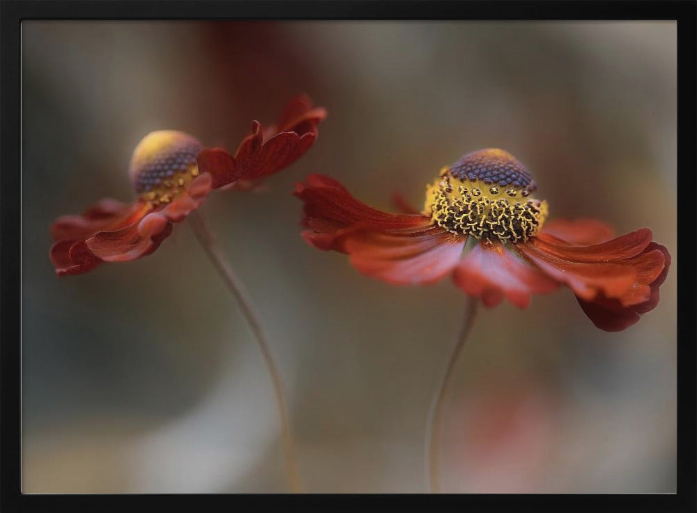 Helenium dance | Poster