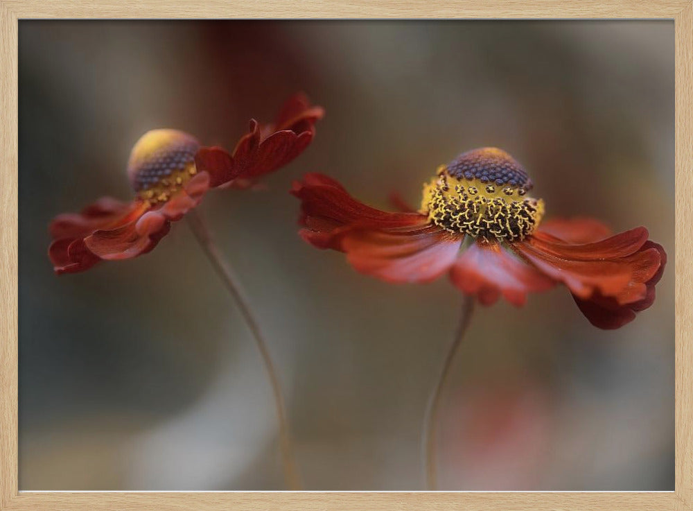 Helenium dance | Poster