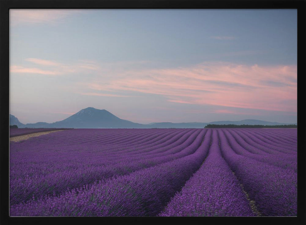 Lavender field | Poster