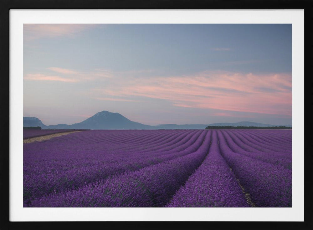Lavender field | Poster