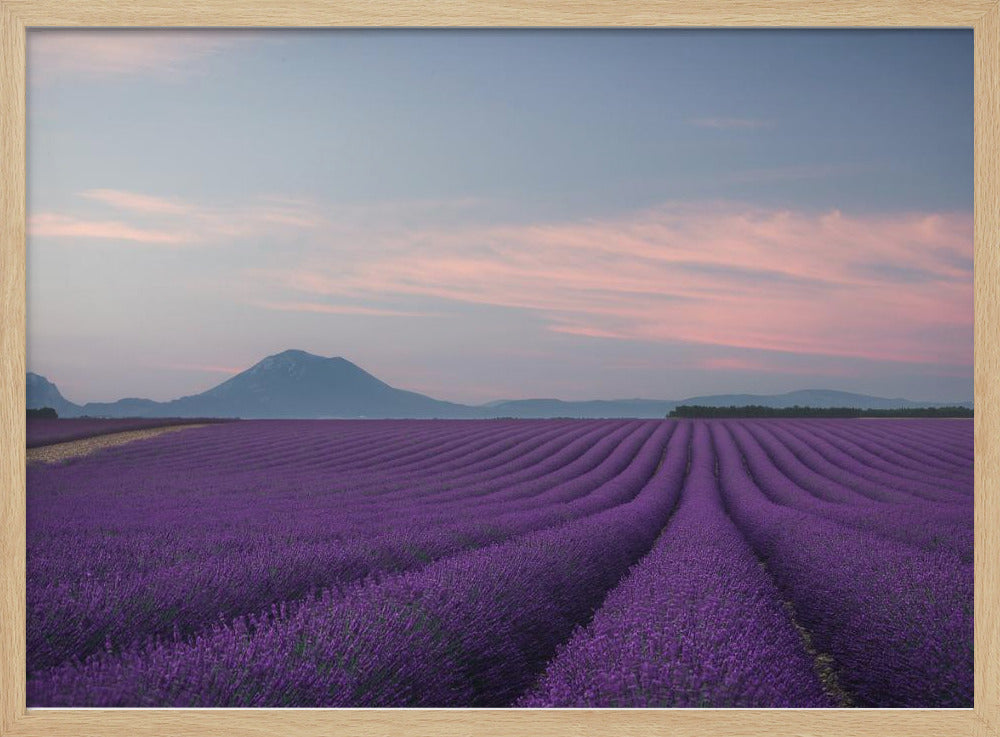 Lavender field | Poster