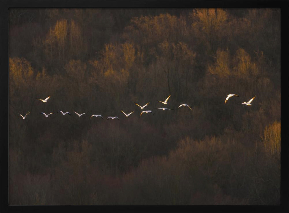 Morning Mood | Poster