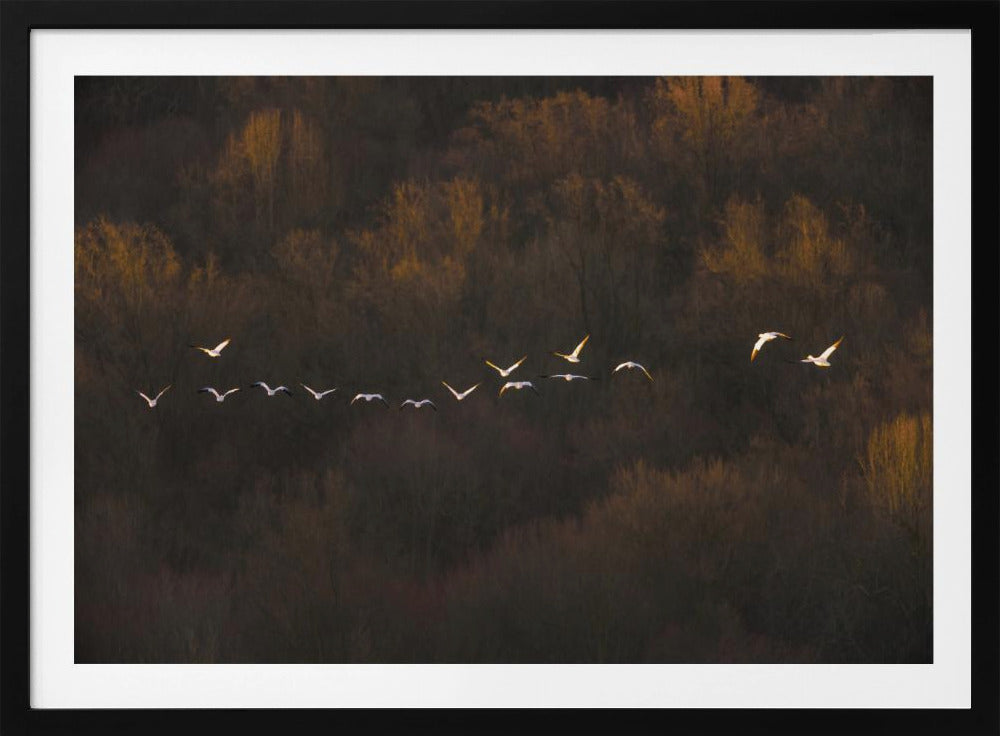 Morning Mood | Poster