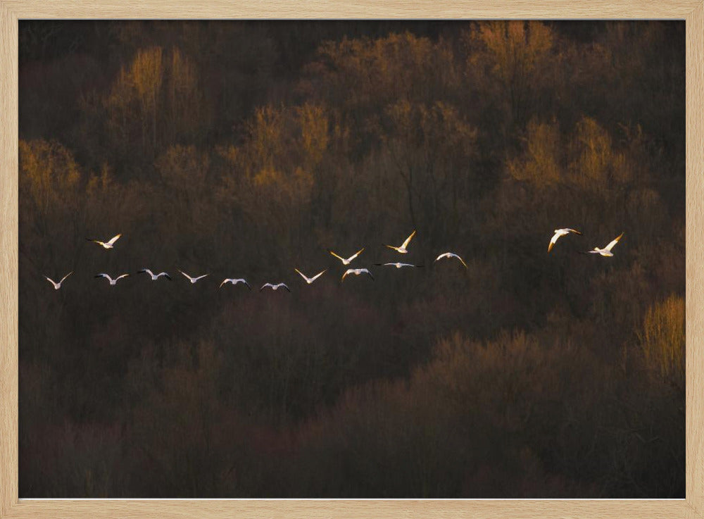 Morning Mood | Poster