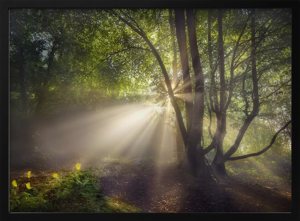 The morning light | Poster