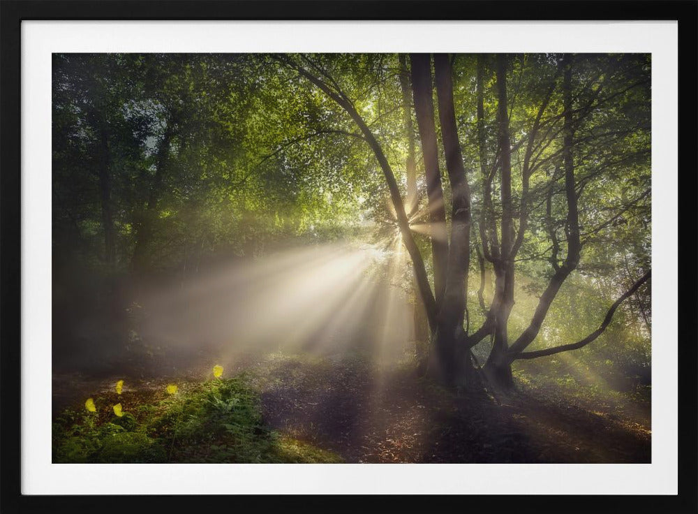 The morning light | Poster